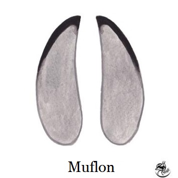 muflon